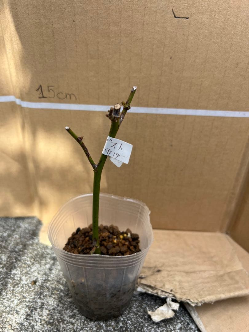 「モカリ」 切り花品種バラ苗　レアバラ　2点