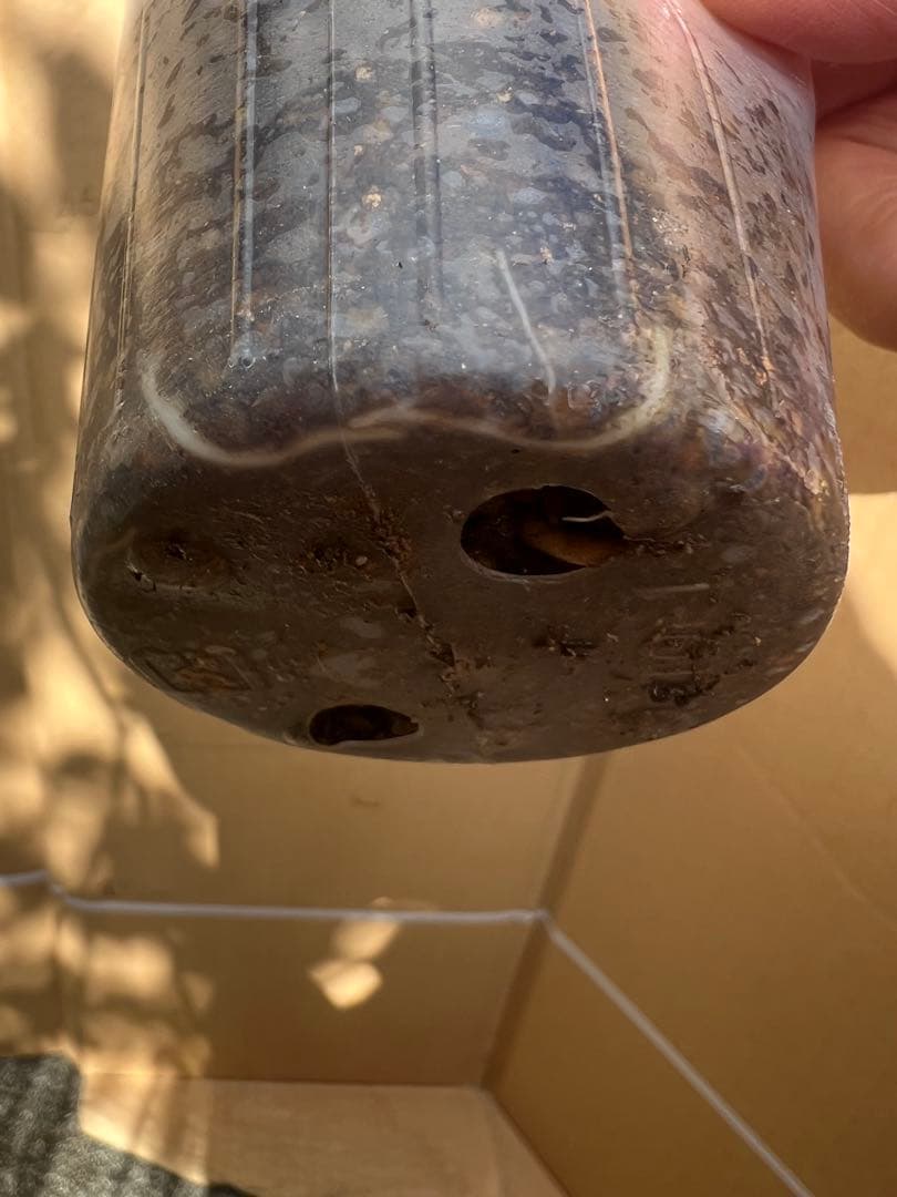 「モカリ」 切り花品種バラ苗　レアバラ　2点