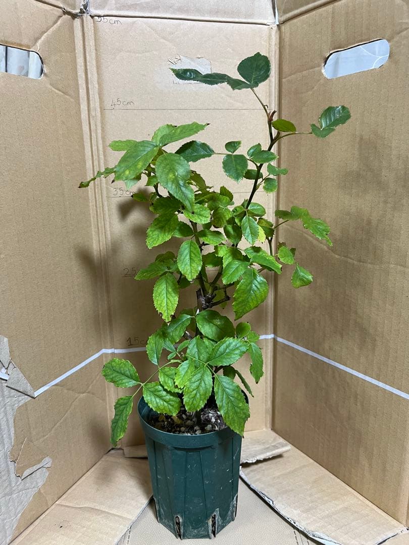 「モカリ」 切り花品種バラ苗　レアバラ　2点