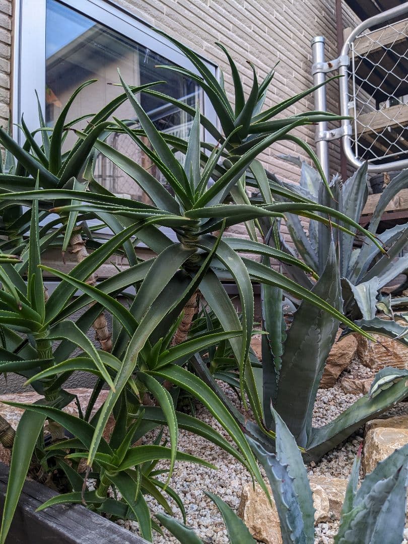 アロエ　ストリアツラ　カット苗　1本〜選べるまとめ買いページ