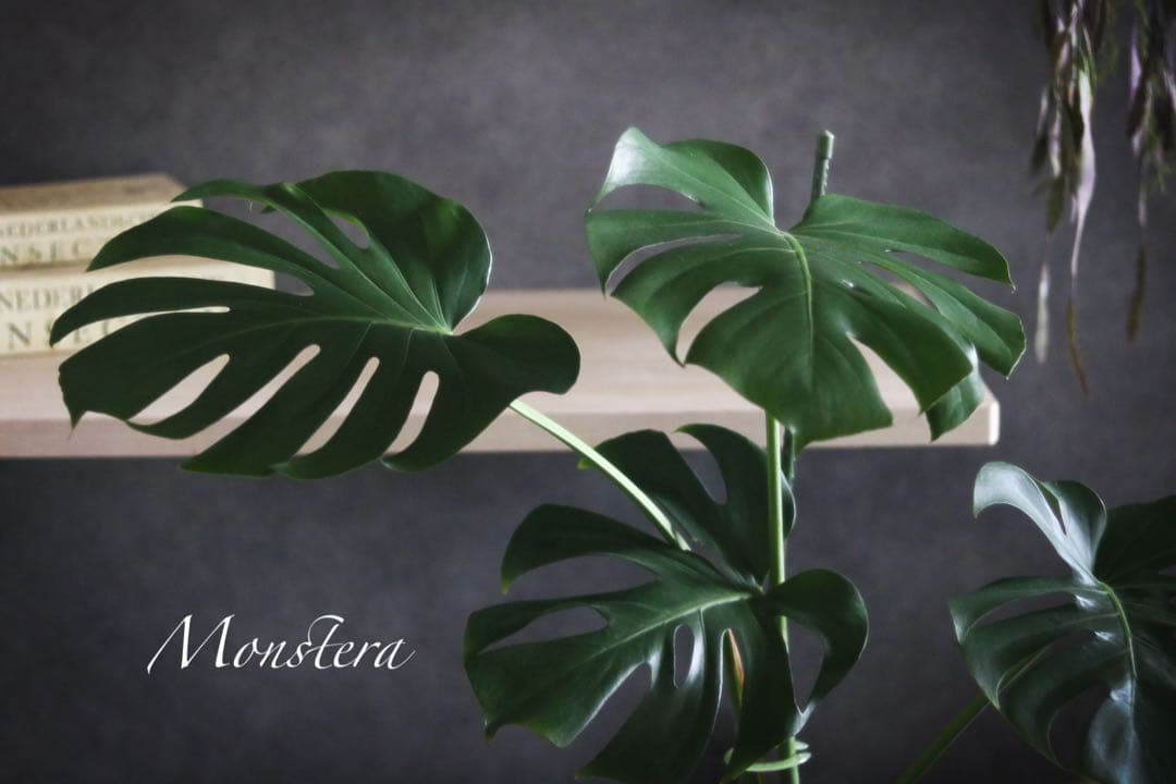 今だけ10％off★大きいサイズ108cm★モンステラ 観葉植物 ★★★ロング鉢
