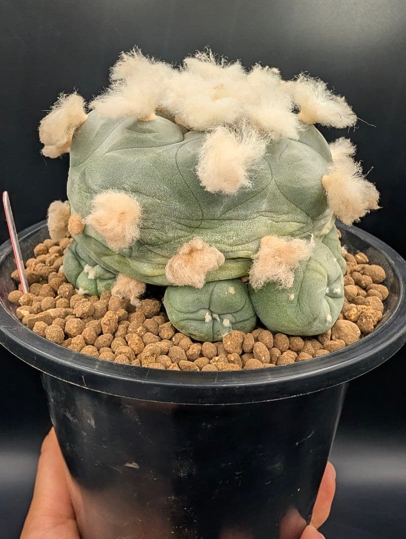 か*す様 翠冠玉 鉢植え メルカリ便送料込み