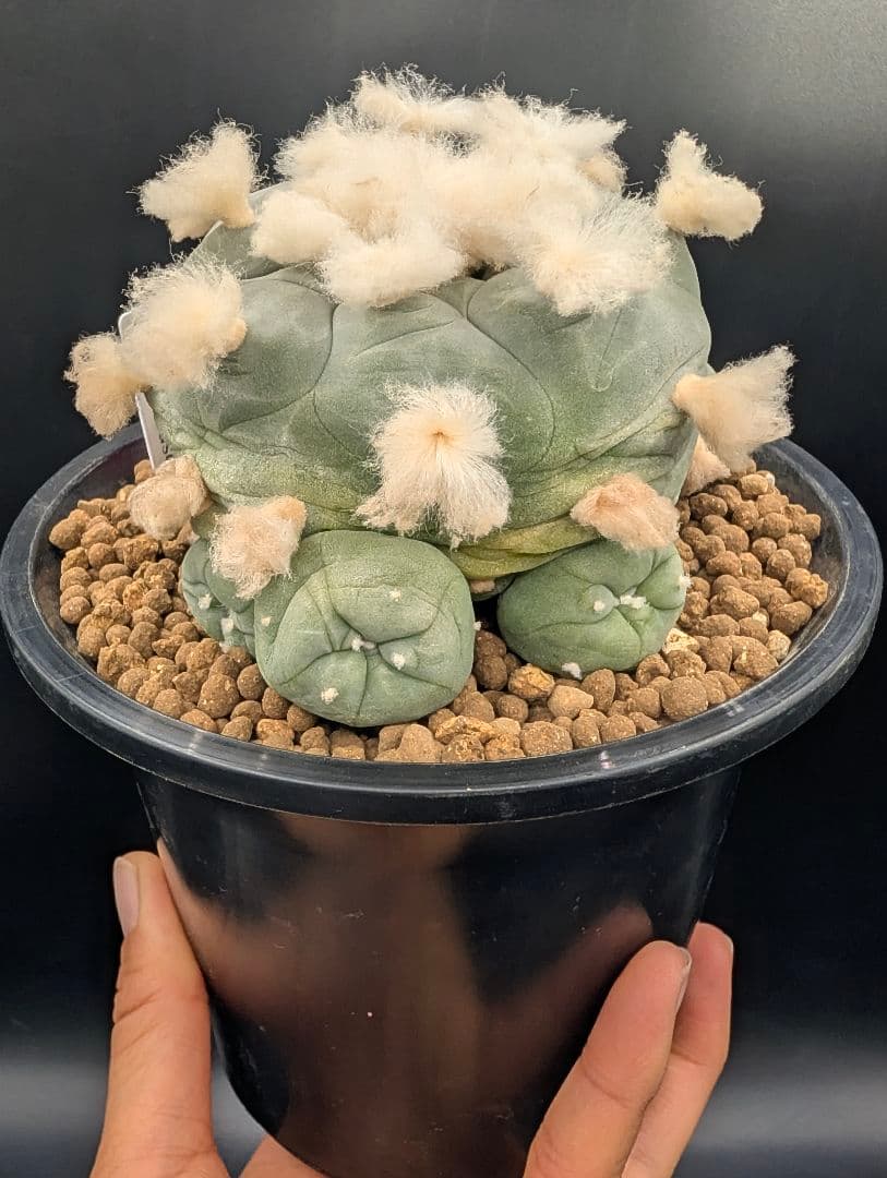 か*す様 翠冠玉 鉢植え メルカリ便送料込み