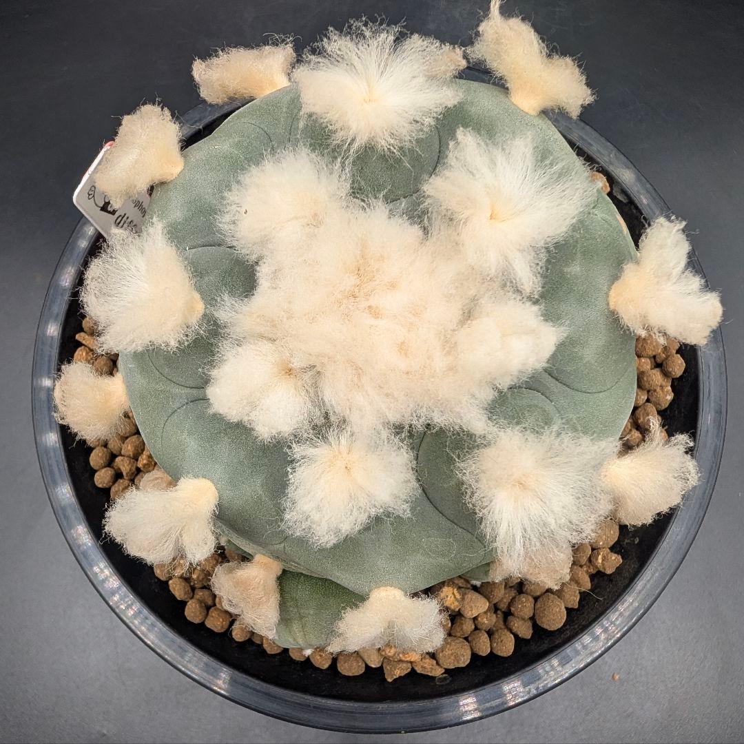 か*す様 翠冠玉 鉢植え メルカリ便送料込み