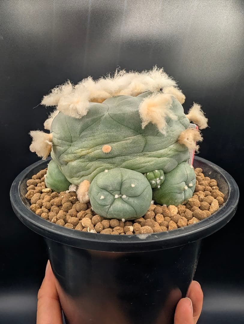 か*す様 翠冠玉 鉢植え メルカリ便送料込み