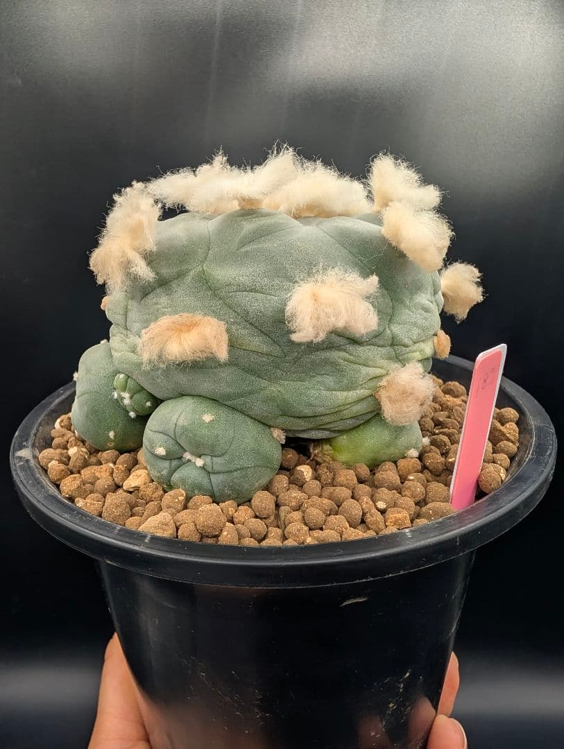 か*す様 翠冠玉 鉢植え メルカリ便送料込み