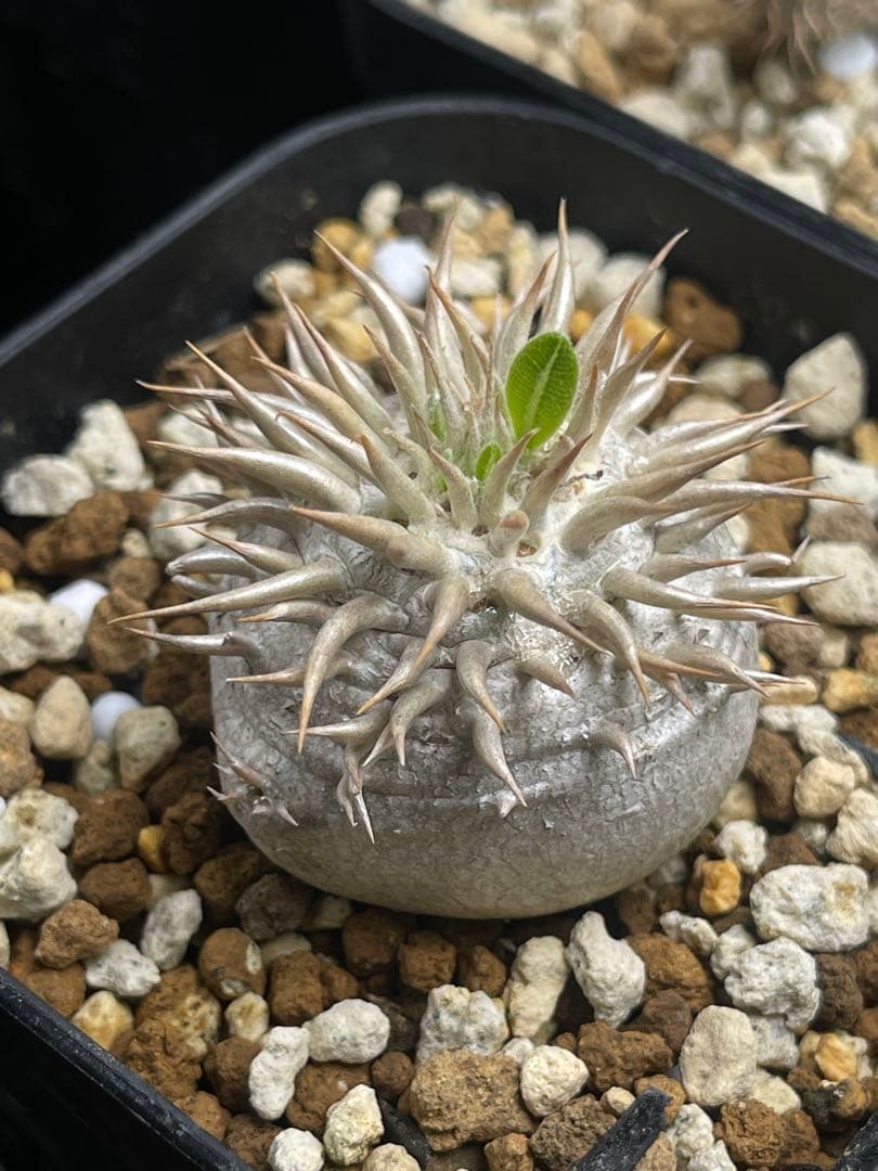 EMP パキポディウム エニグマティクム 実生 / Pa110