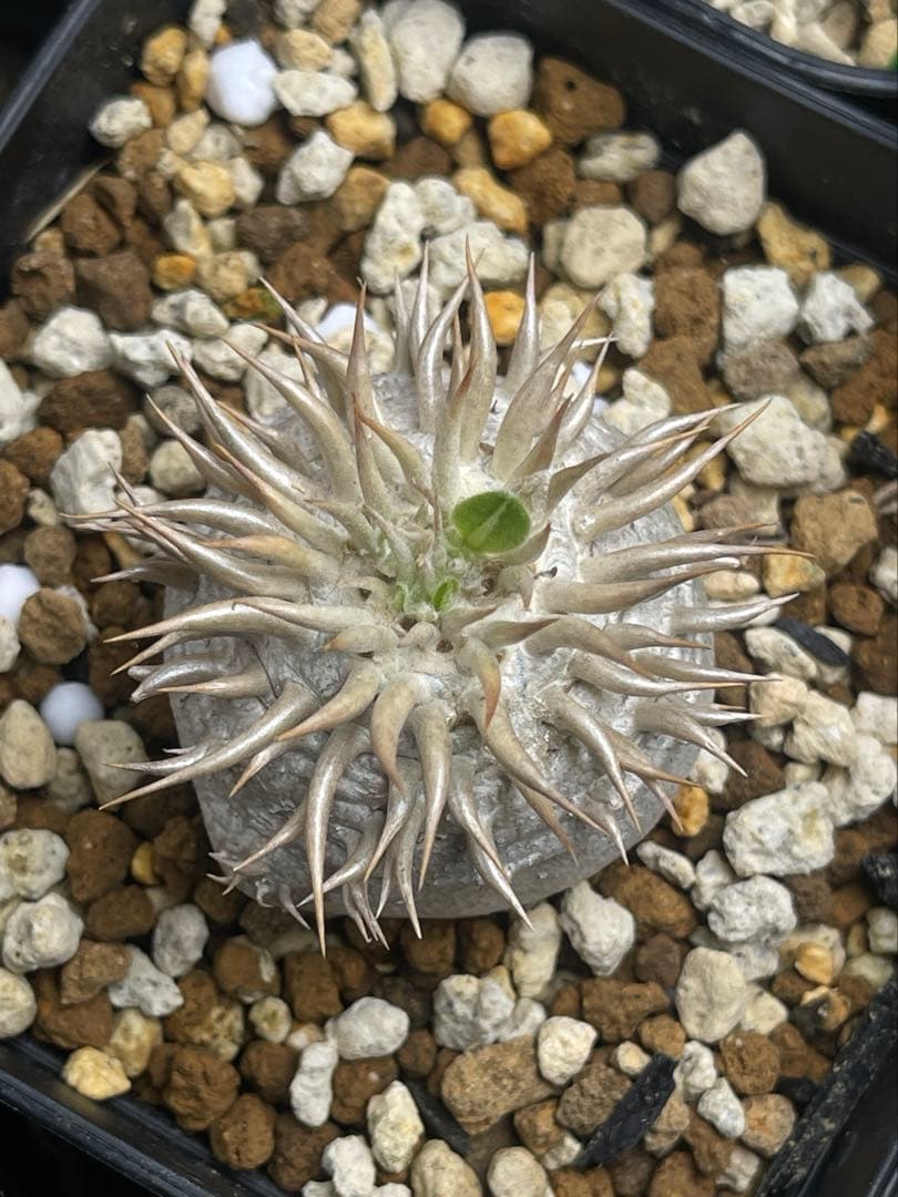 EMP パキポディウム エニグマティクム 実生 / Pa110