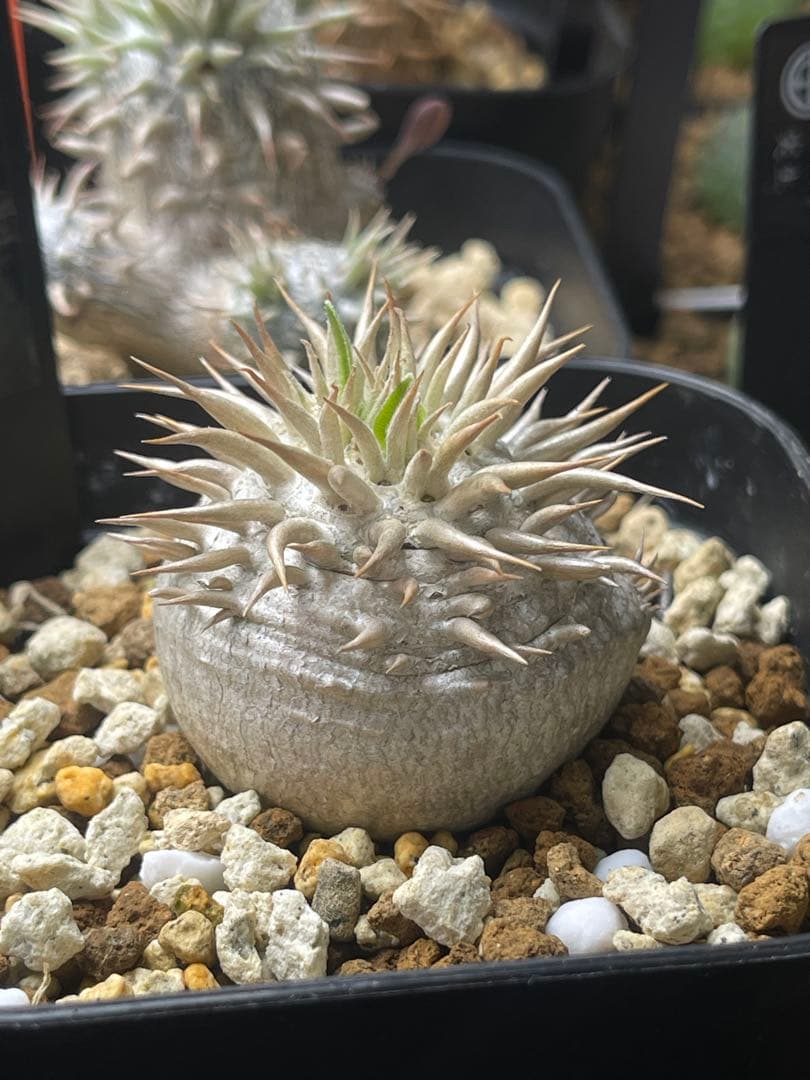 EMP パキポディウム エニグマティクム 実生 / Pa110