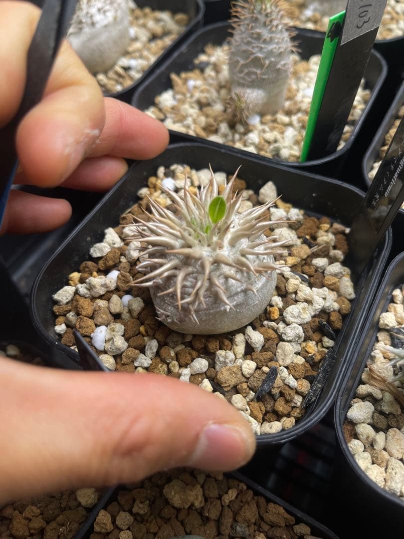 EMP パキポディウム エニグマティクム 実生 / Pa110