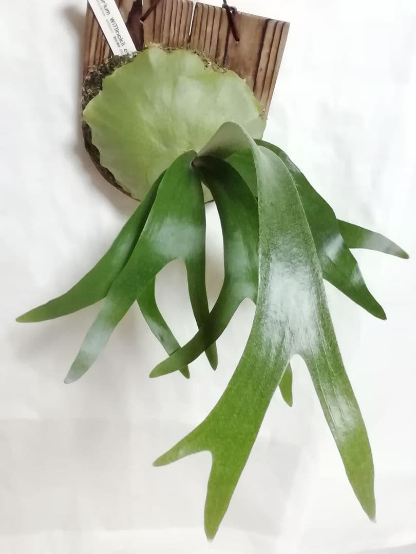 ウイリンキー選抜　変異個体　希少株　育てやすくて格好良い株