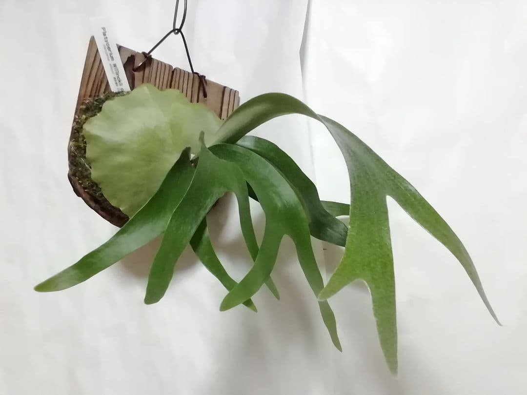 ウイリンキー選抜　変異個体　希少株　育てやすくて格好良い株