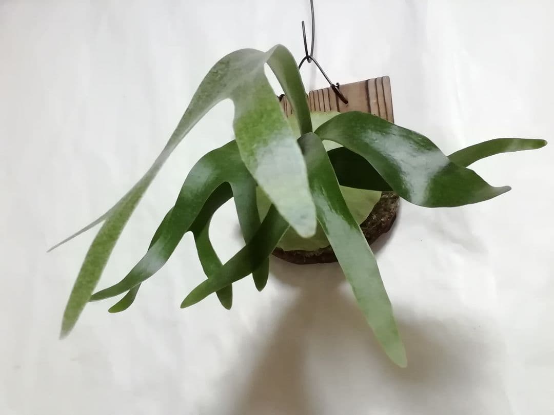 ウイリンキー選抜　変異個体　希少株　育てやすくて格好良い株