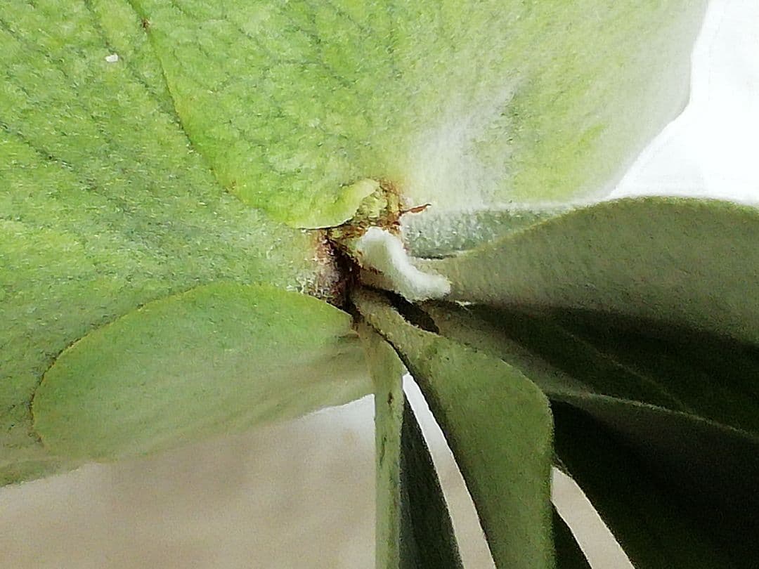 ウイリンキー選抜　変異個体　希少株　育てやすくて格好良い株