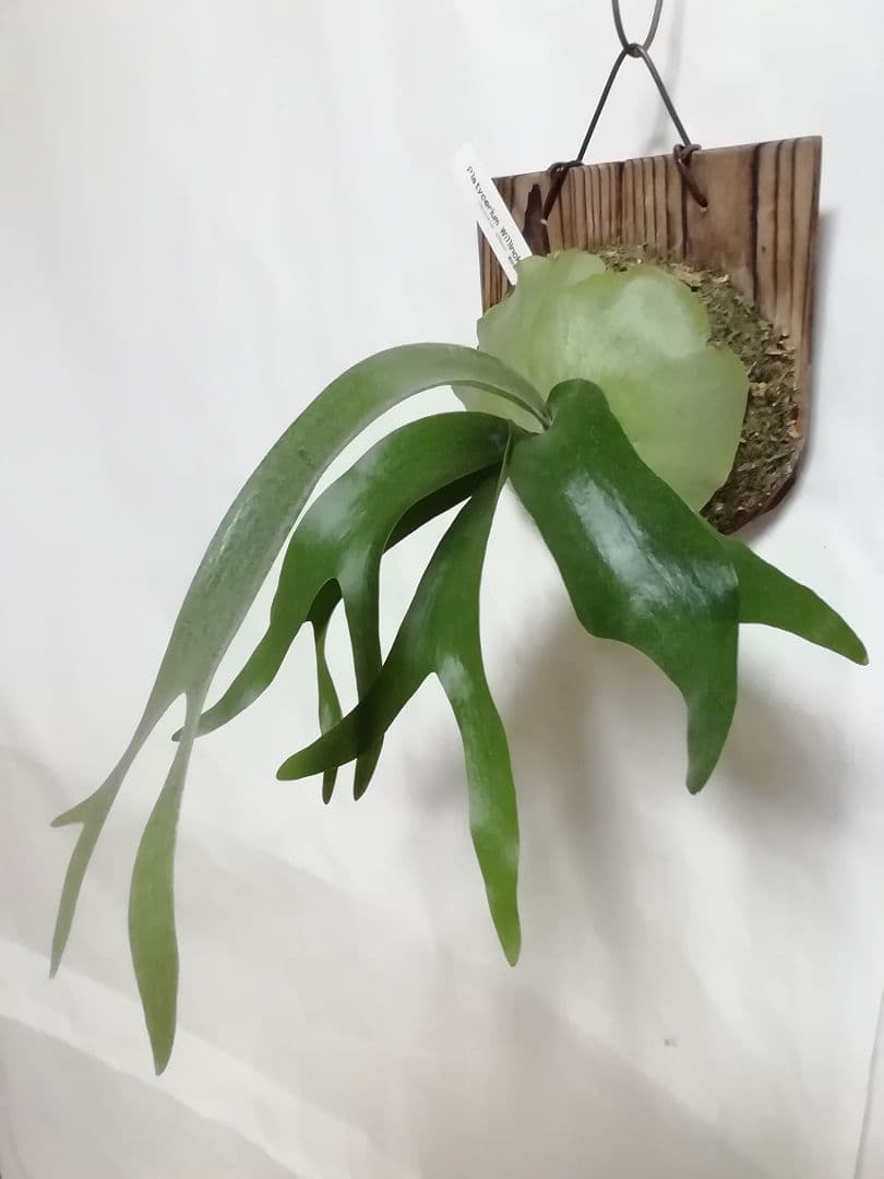 ウイリンキー選抜　変異個体　希少株　育てやすくて格好良い株