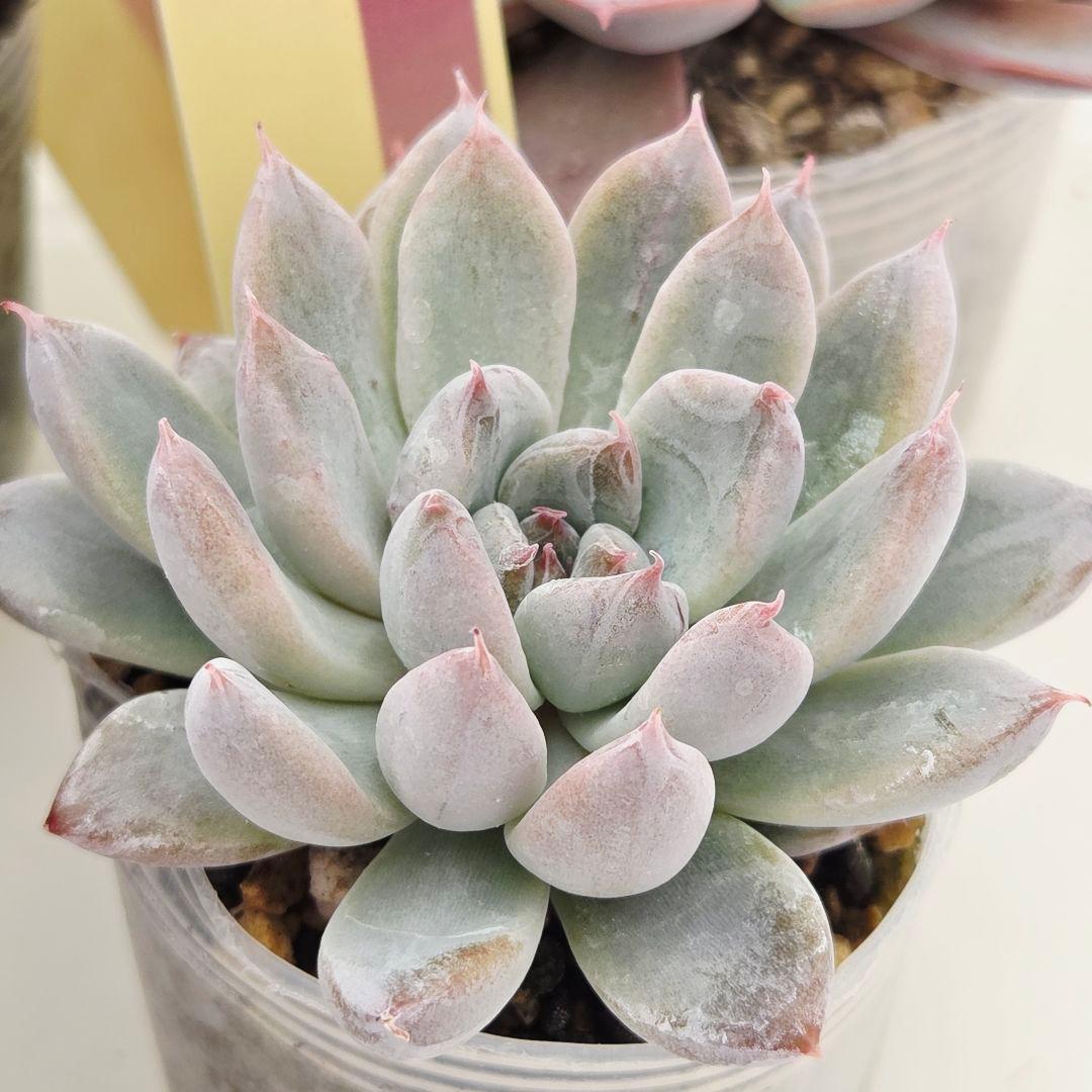 ⑮大きめ苗! 青鬼❣️ちょこん❣️華切子❣️おらいさん発根済 6苗メルカリ送料込