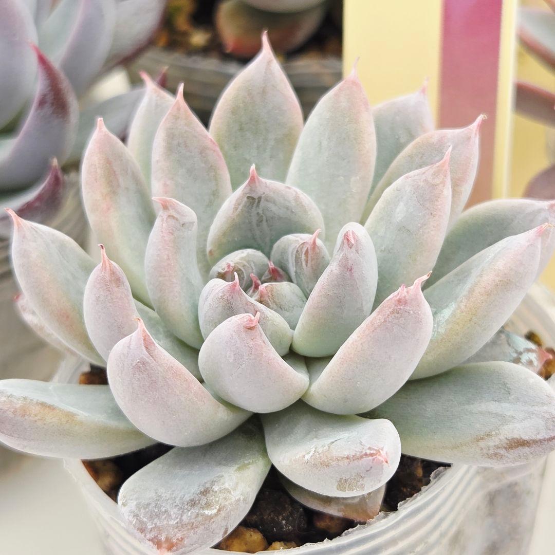 ⑮大きめ苗! 青鬼❣️ちょこん❣️華切子❣️おらいさん発根済 6苗メルカリ送料込