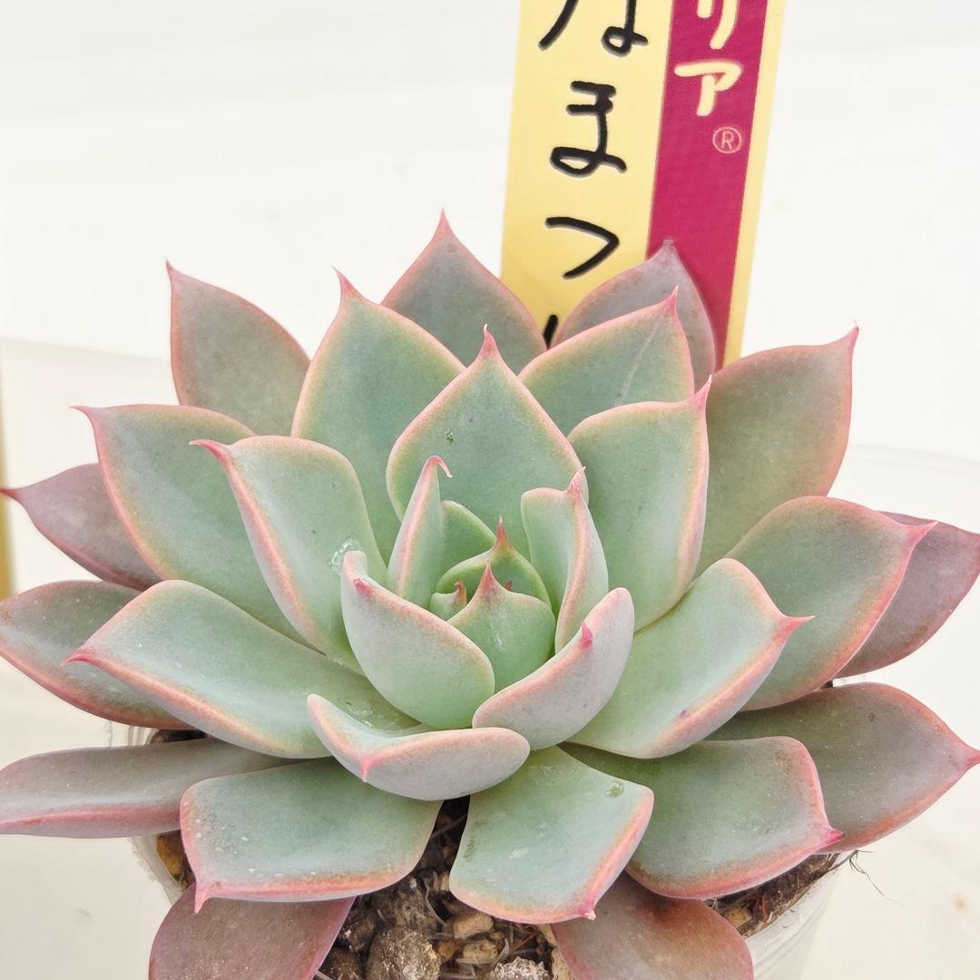 ⑮大きめ苗! 青鬼❣️ちょこん❣️華切子❣️おらいさん発根済 6苗メルカリ送料込