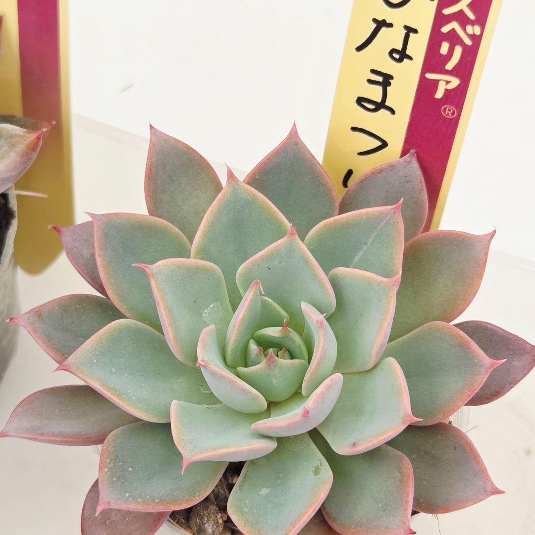 ⑮大きめ苗! 青鬼❣️ちょこん❣️華切子❣️おらいさん発根済 6苗メルカリ送料込