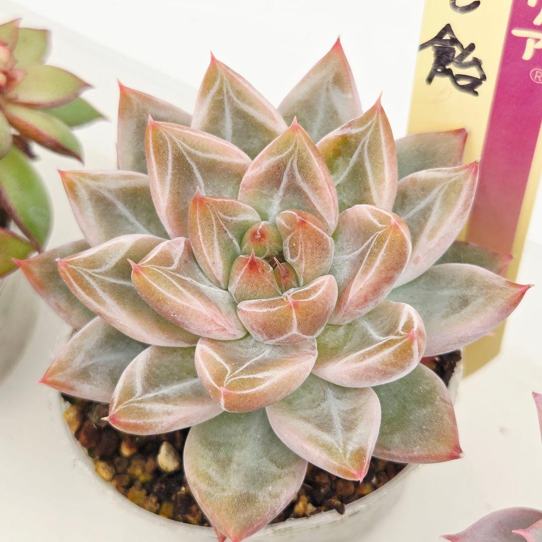 ⑮大きめ苗! 青鬼❣️ちょこん❣️華切子❣️おらいさん発根済 6苗メルカリ送料込