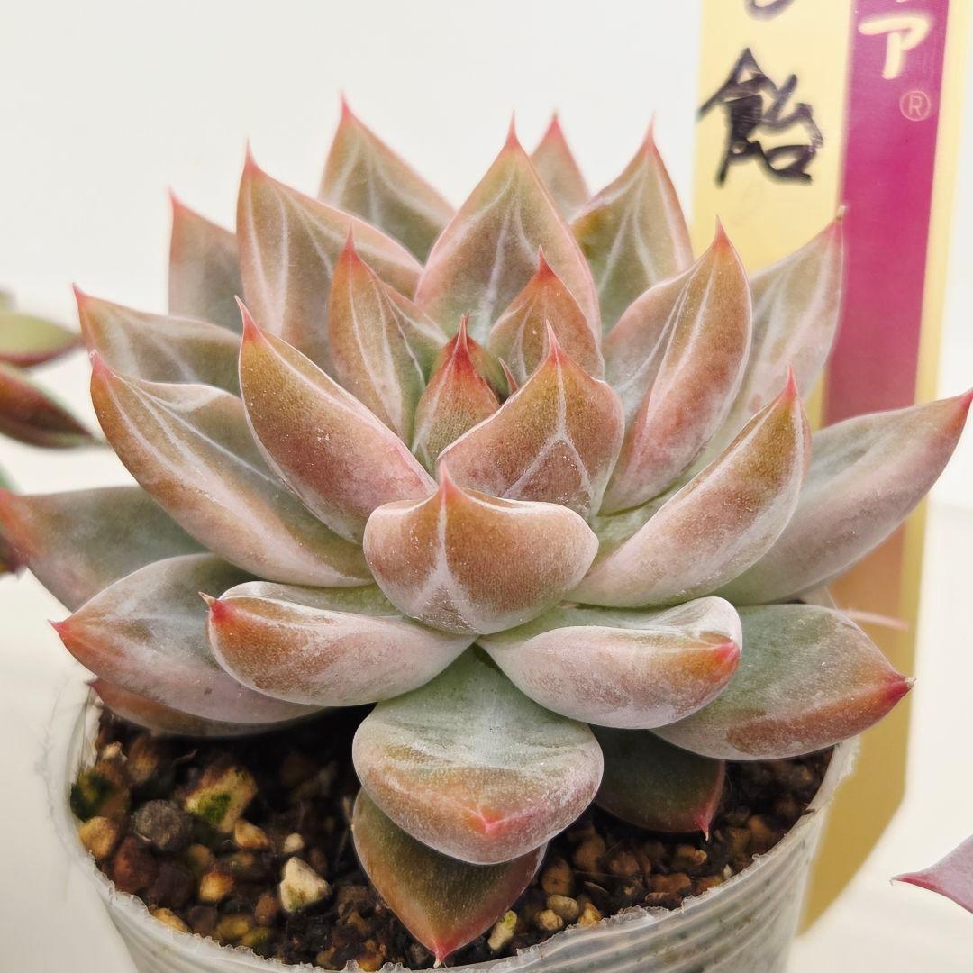 ⑮大きめ苗! 青鬼❣️ちょこん❣️華切子❣️おらいさん発根済 6苗メルカリ送料込