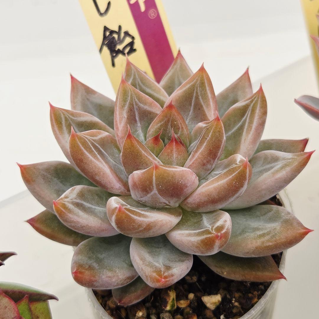 ⑮大きめ苗! 青鬼❣️ちょこん❣️華切子❣️おらいさん発根済 6苗メルカリ送料込