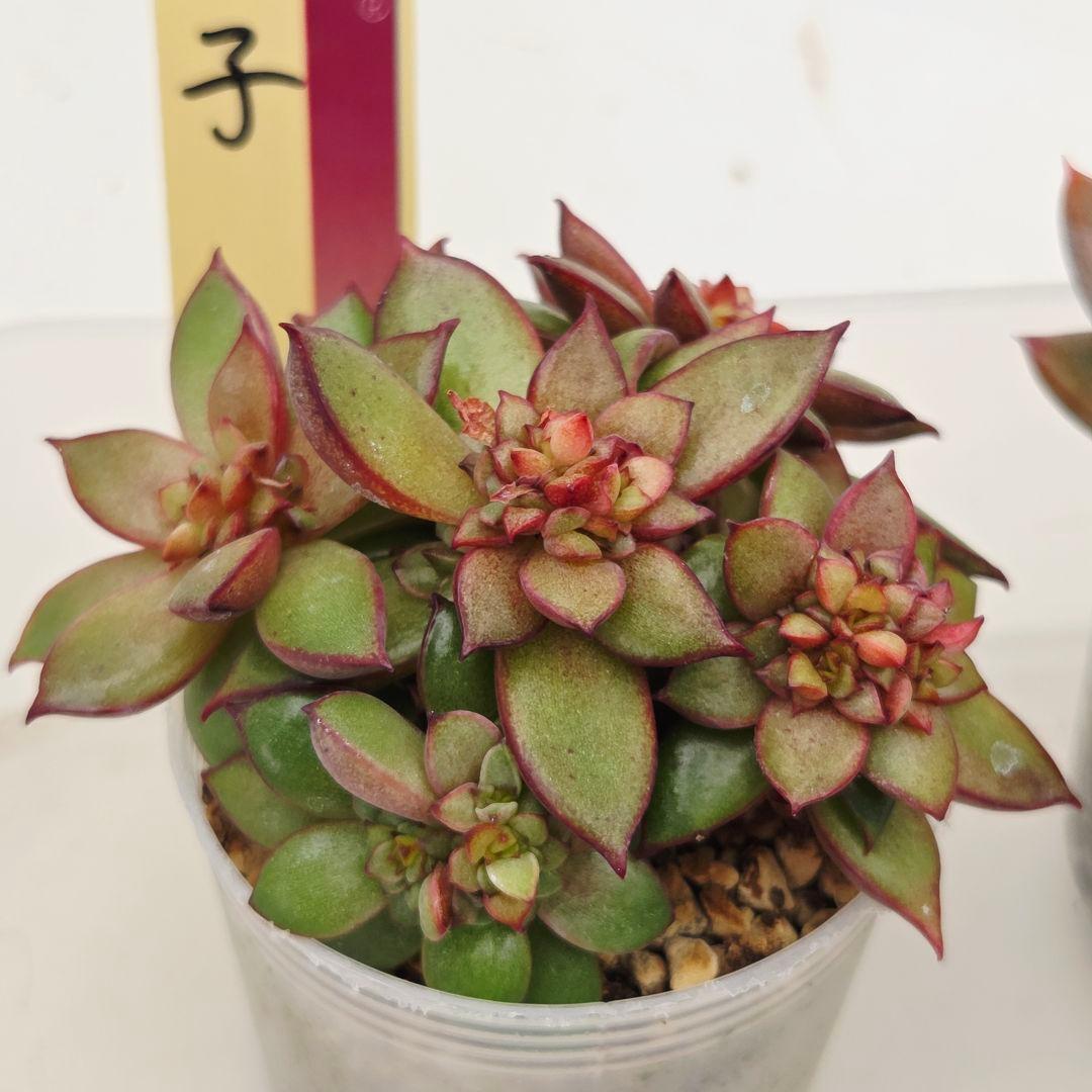 ⑮大きめ苗! 青鬼❣️ちょこん❣️華切子❣️おらいさん発根済 6苗メルカリ送料込