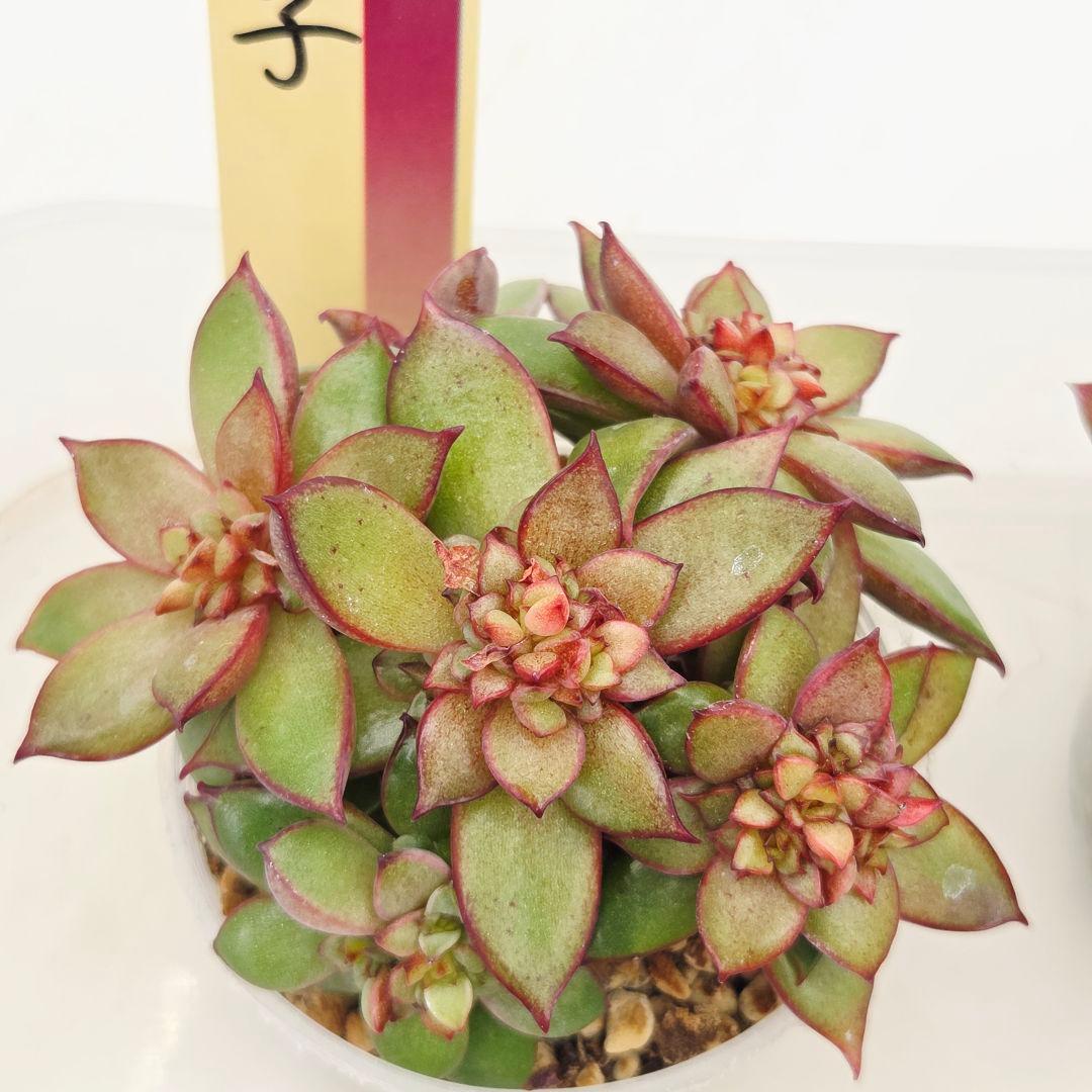 ⑮大きめ苗! 青鬼❣️ちょこん❣️華切子❣️おらいさん発根済 6苗メルカリ送料込