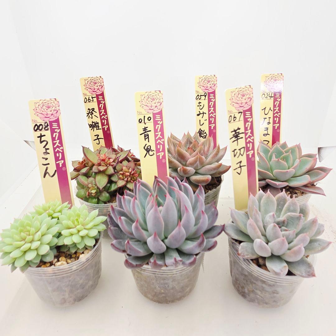 ⑮大きめ苗! 青鬼❣️ちょこん❣️華切子❣️おらいさん発根済 6苗メルカリ送料込