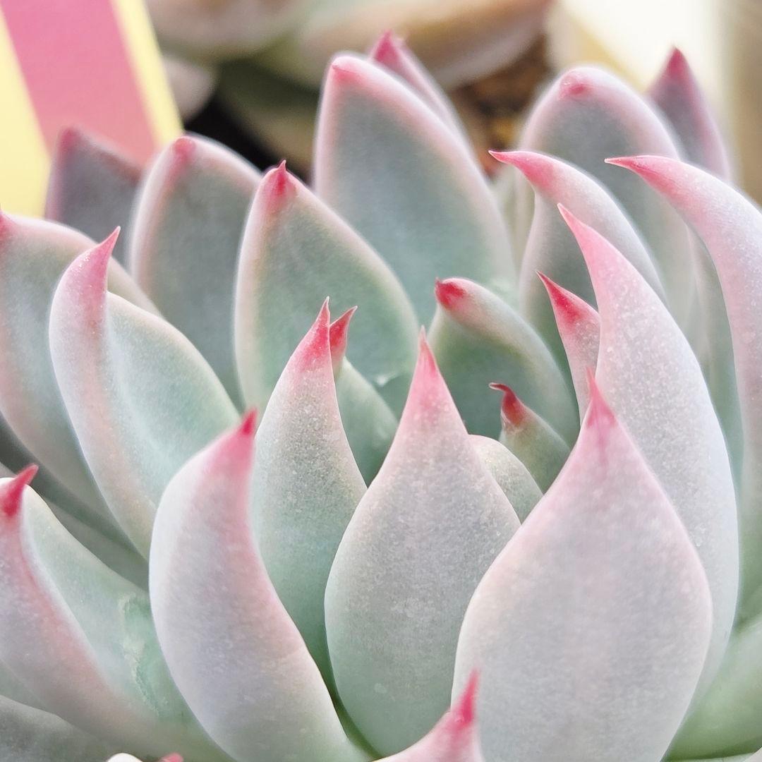 ⑮大きめ苗! 青鬼❣️ちょこん❣️華切子❣️おらいさん発根済 6苗メルカリ送料込