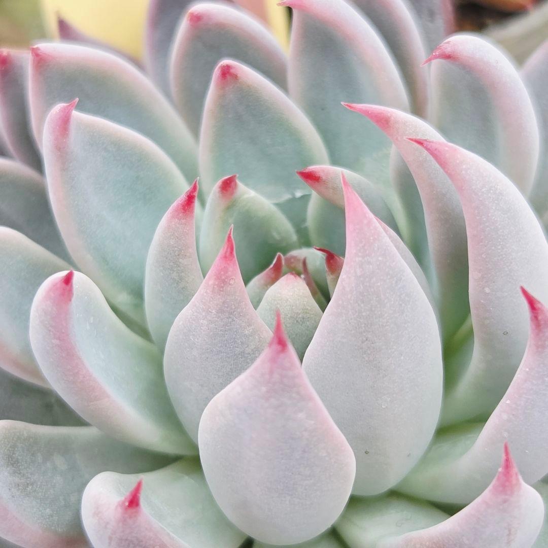 ⑮大きめ苗! 青鬼❣️ちょこん❣️華切子❣️おらいさん発根済 6苗メルカリ送料込