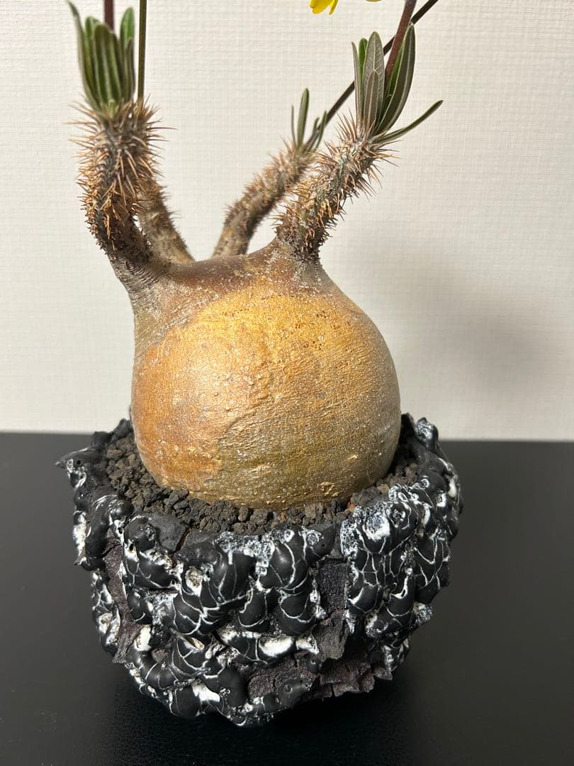 GOATゴジラ鉢　グラキリス　パキプス　コレクション株　SRL台座　豪華おまけ付