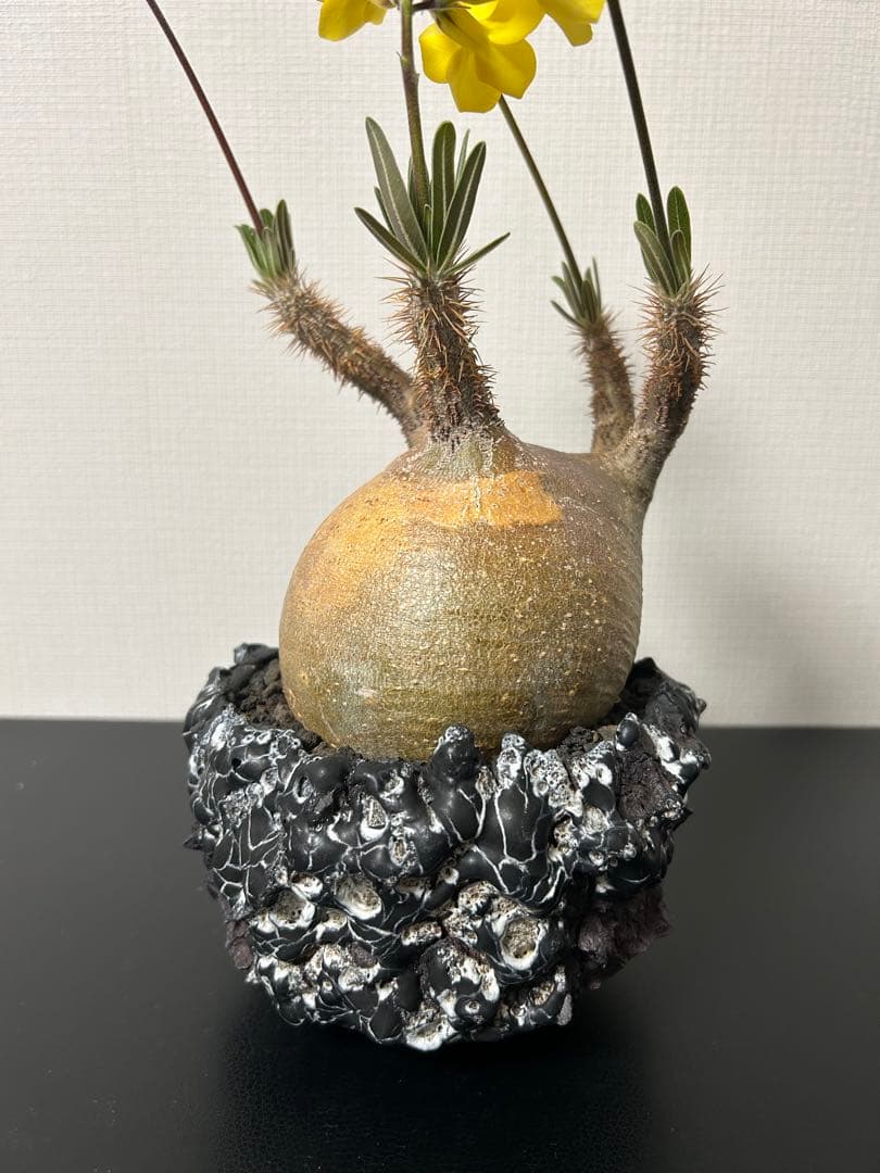 GOATゴジラ鉢　グラキリス　パキプス　コレクション株　SRL台座　豪華おまけ付