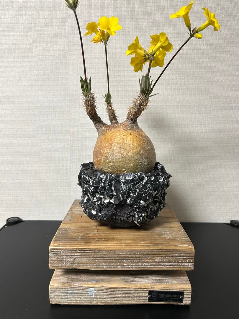 GOATゴジラ鉢　グラキリス　パキプス　コレクション株　SRL台座　豪華おまけ付