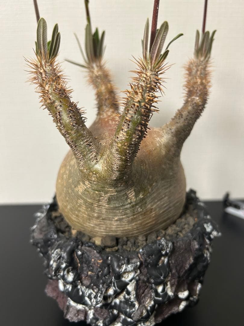 GOATゴジラ鉢　グラキリス　パキプス　コレクション株　SRL台座　豪華おまけ付