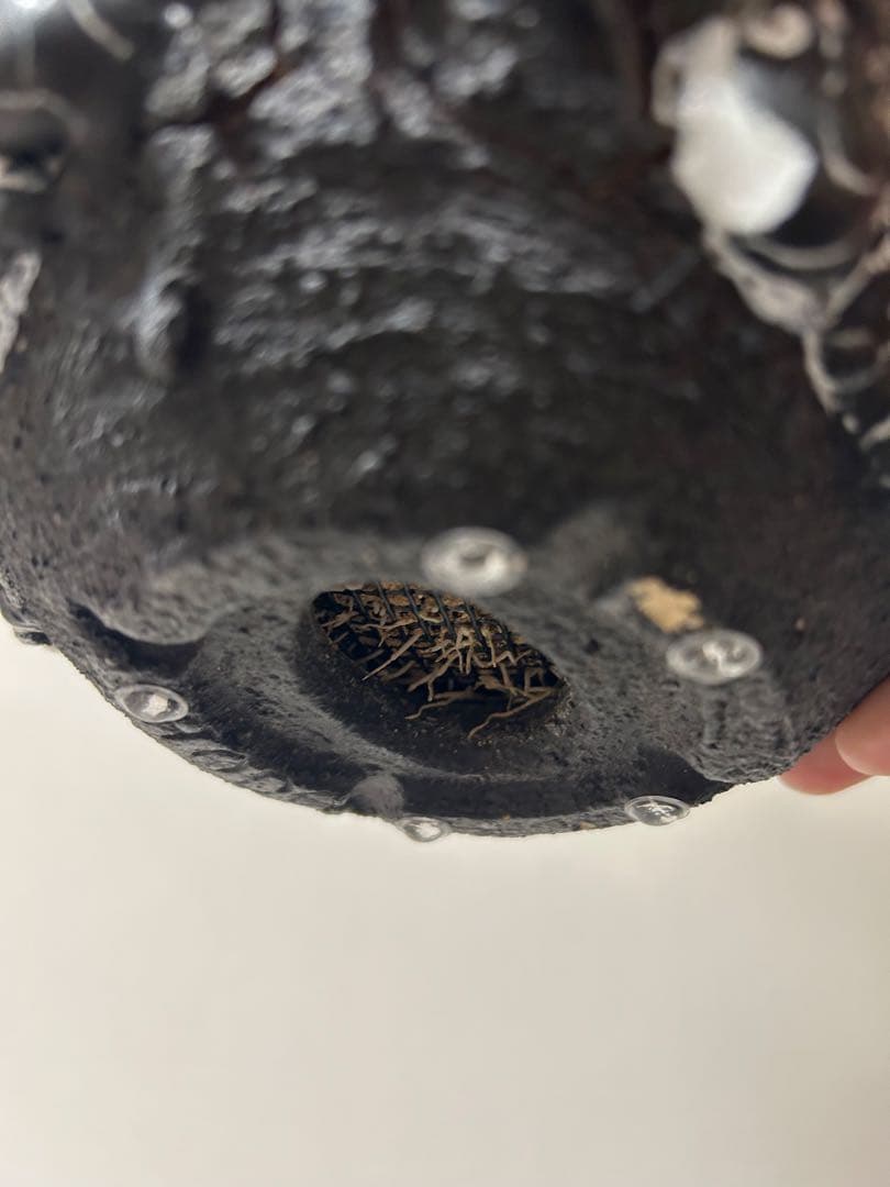 GOATゴジラ鉢　グラキリス　パキプス　コレクション株　SRL台座　豪華おまけ付