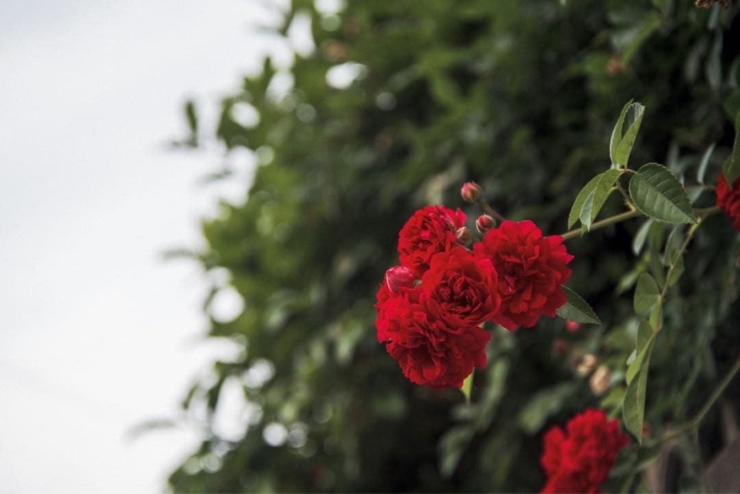 Industar-50 50mm F3.5 純正キャップ付き　作例あり