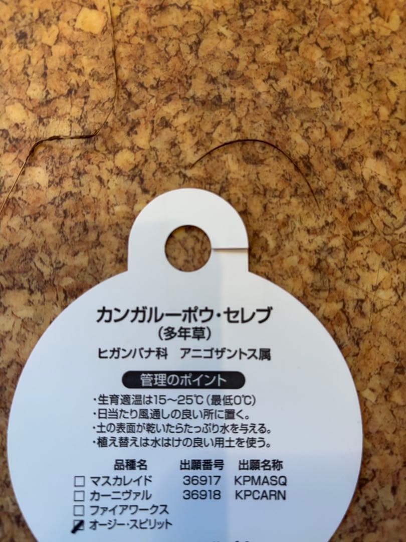 カンガルーポー　マスカレード　ブルー　レア　B