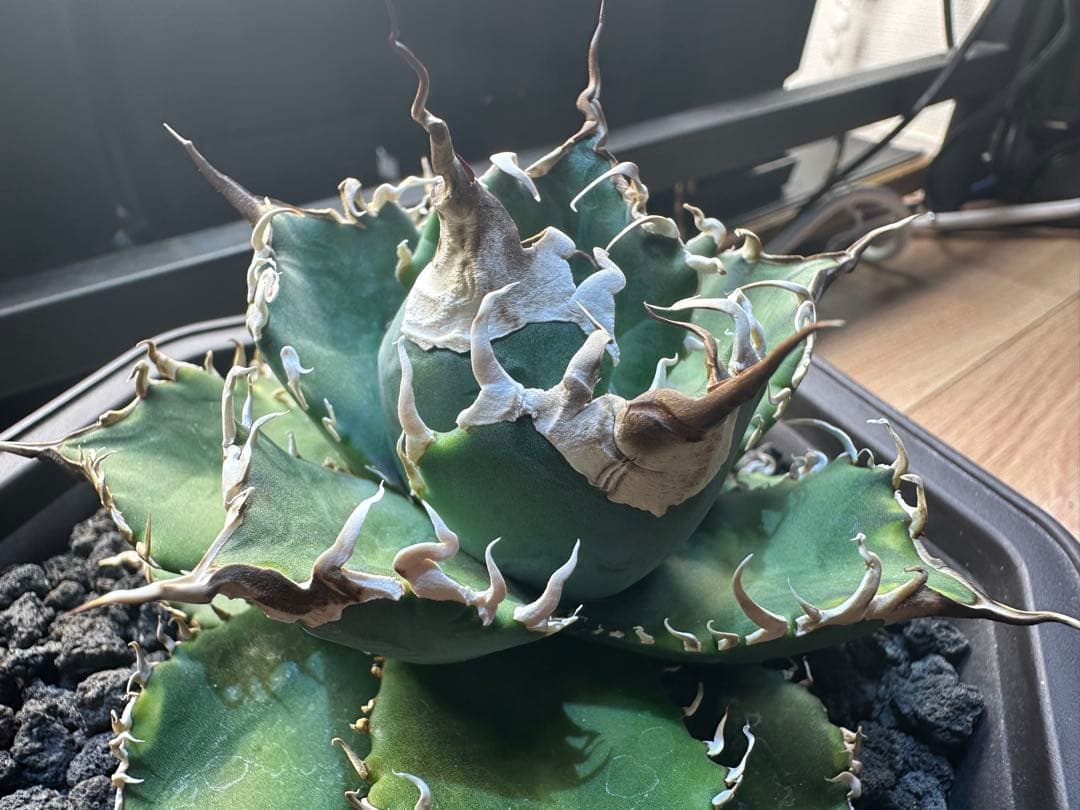 アガベ　オテロイ　レジェンド　親株出品