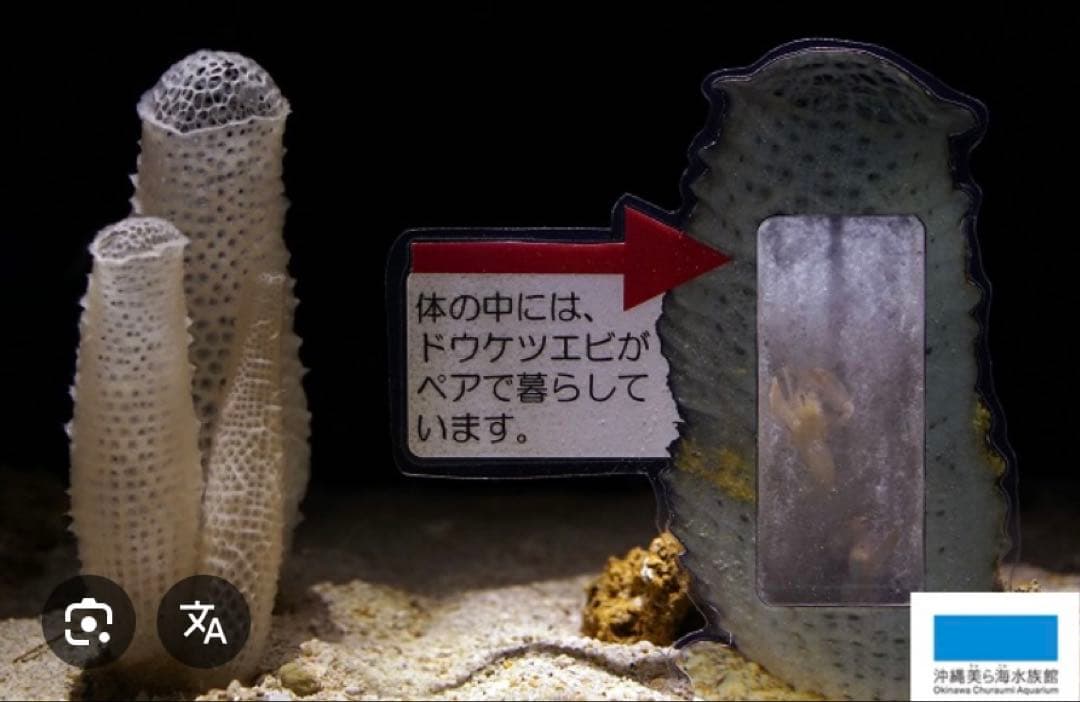 カイロウドウケツ　標本