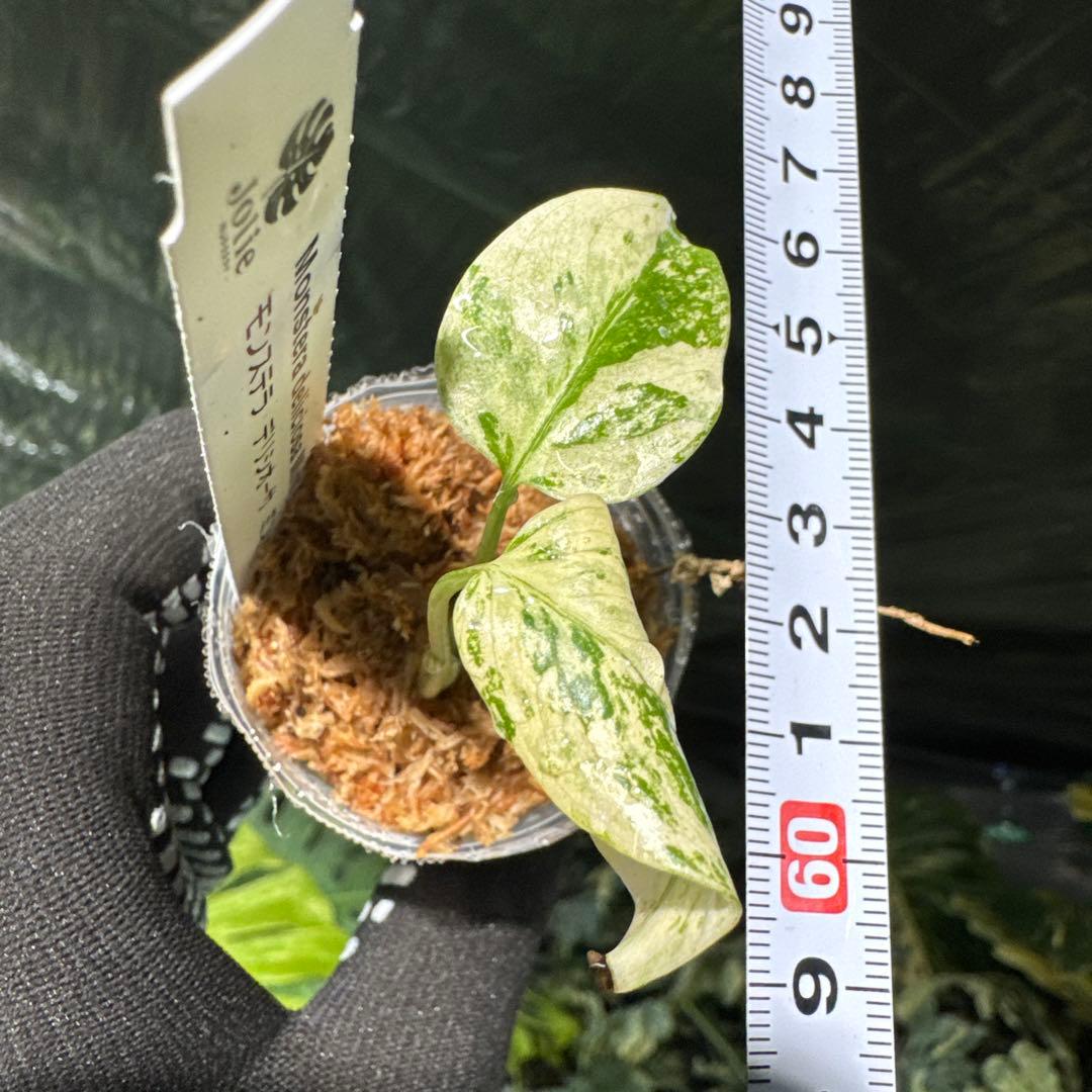 MT3 モンステラ　デリシオーサ　ミント　2寸ポリポット　ネコポス発送