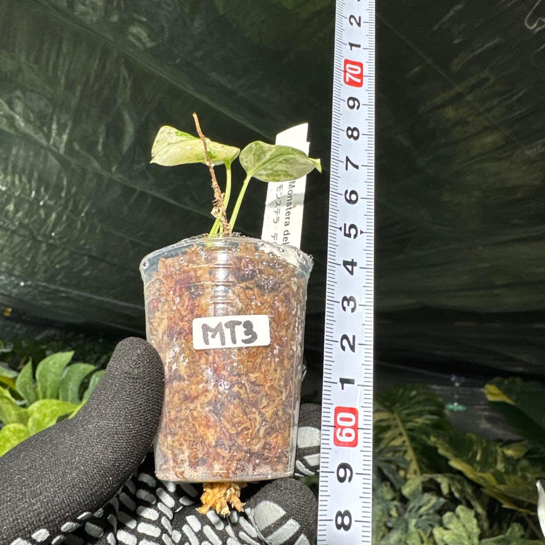 MT3 モンステラ　デリシオーサ　ミント　2寸ポリポット　ネコポス発送