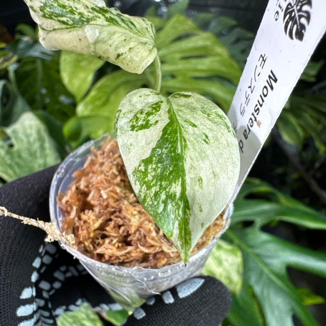 MT3 モンステラ　デリシオーサ　ミント　2寸ポリポット　ネコポス発送