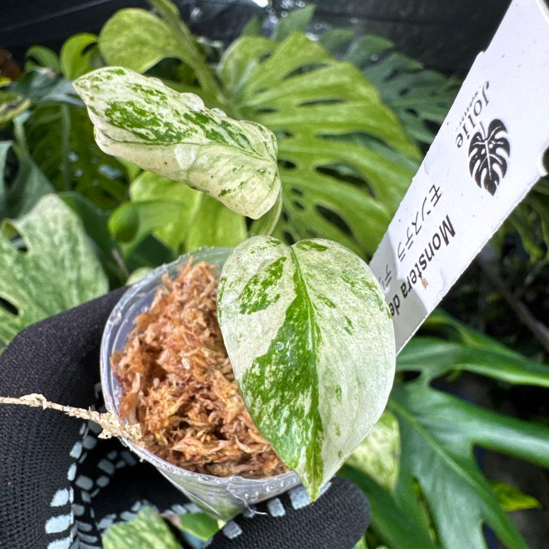MT3 モンステラ　デリシオーサ　ミント　2寸ポリポット　ネコポス発送