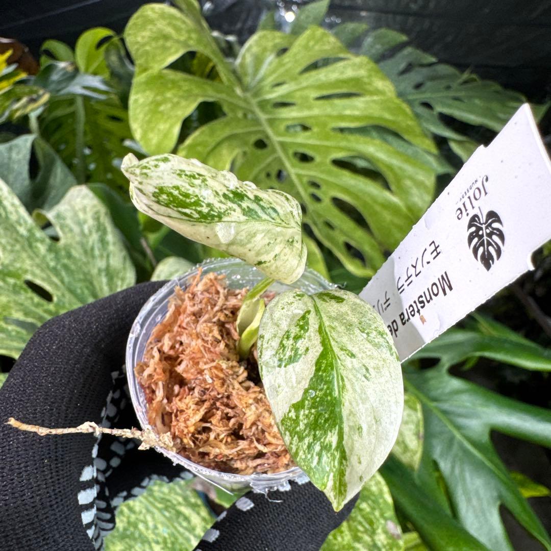MT3 モンステラ　デリシオーサ　ミント　2寸ポリポット　ネコポス発送