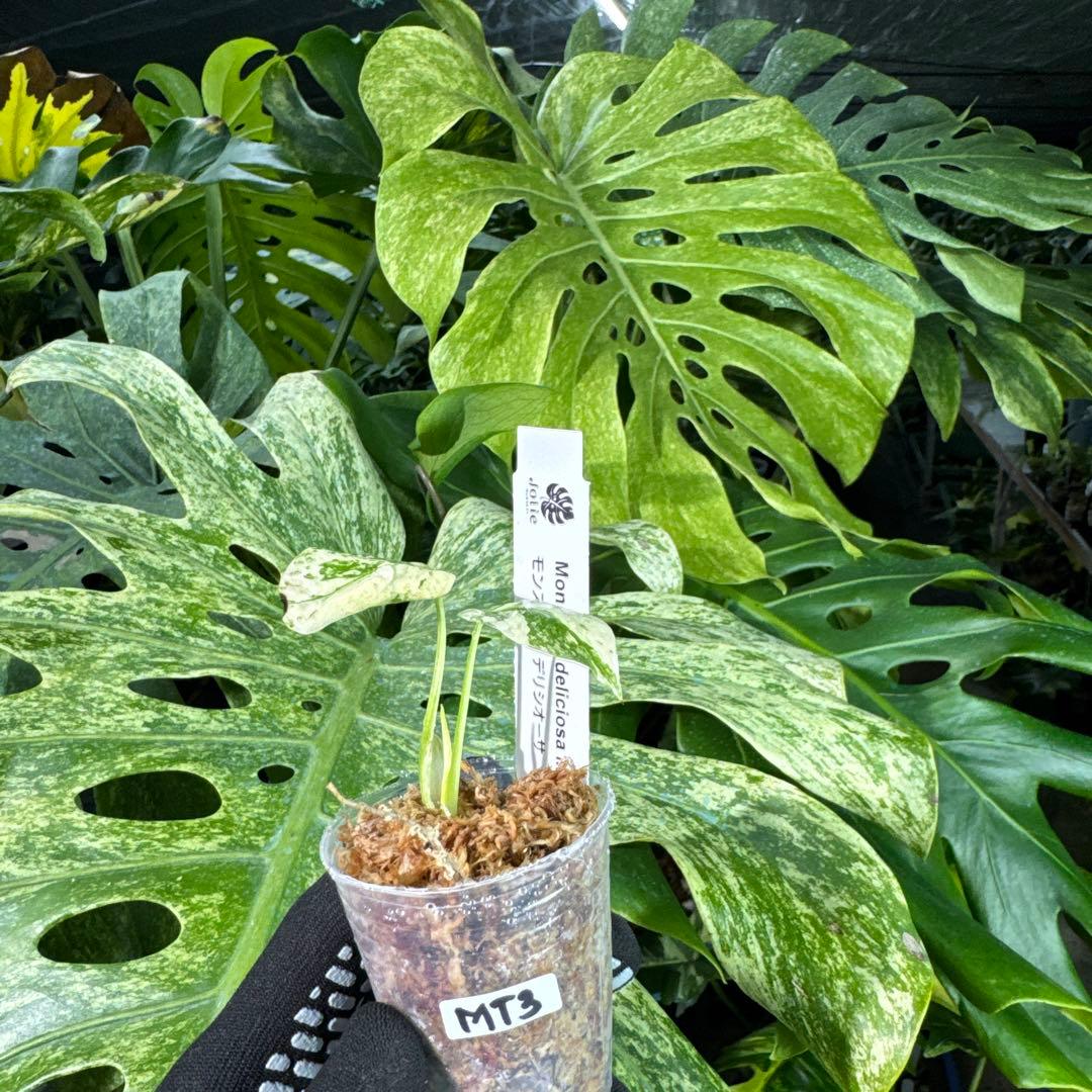MT3 モンステラ　デリシオーサ　ミント　2寸ポリポット　ネコポス発送