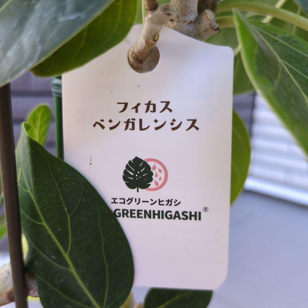 観葉植物　フィカス　ベンガレンシス＆アルテシマ　２種　ねじり仕立て　６号　大Ａ