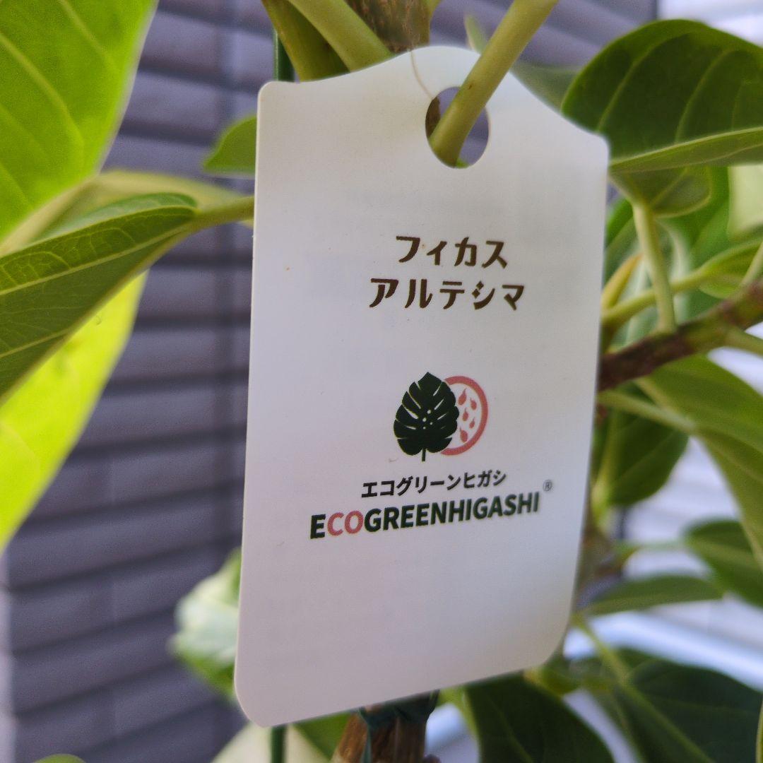 観葉植物　フィカス　ベンガレンシス＆アルテシマ　２種　ねじり仕立て　６号　大Ａ