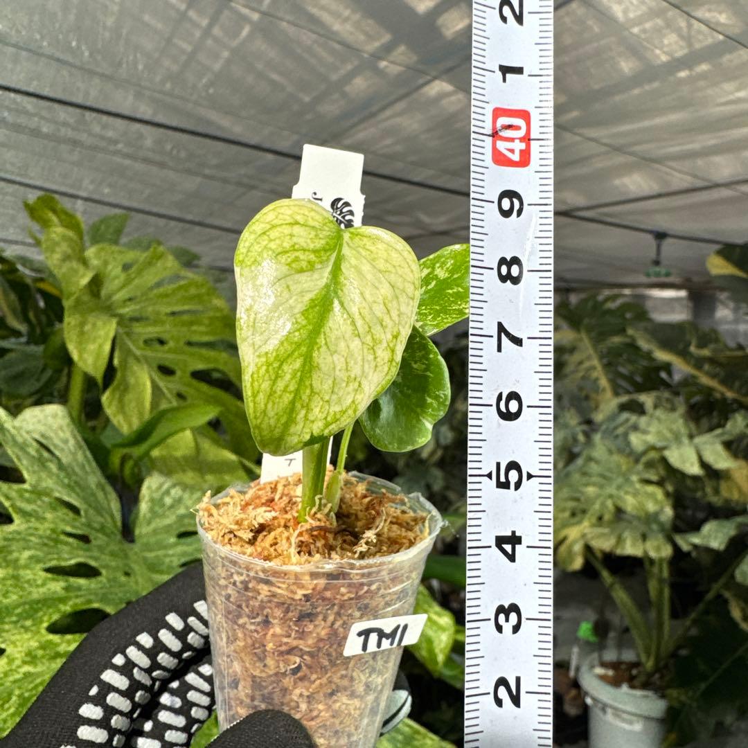 TM1モンステラ　デリシオーサ　ミント斑入り　2寸ポリポット　ネコポス発送