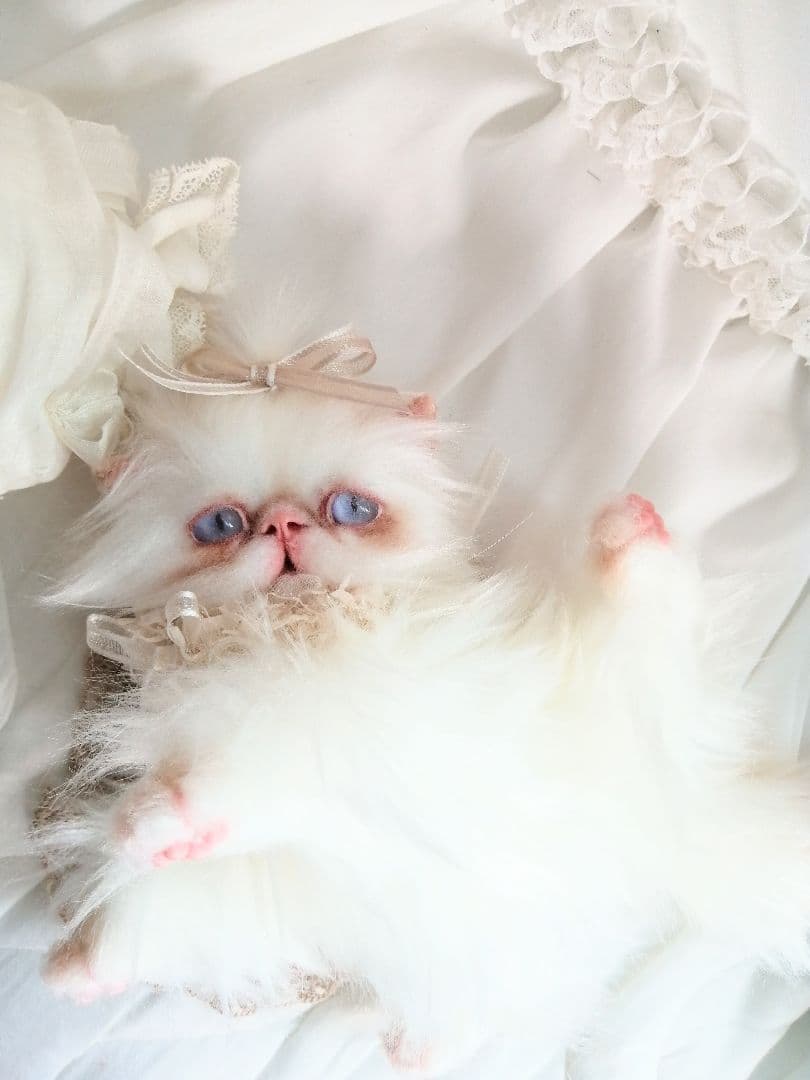 エキゾチックロングヘア♡一歳の子猫ちゃん♡美人さん♡アートドール♡ぬいぐるみ♡